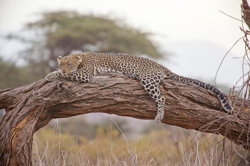 Safari Wildlife